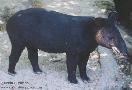 tapirus.jpg